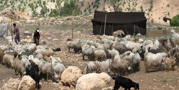 با اجرای تولید قراردادی دام عشایر، تولید گوشت ۶هزار تن افزایش می‌یابد
