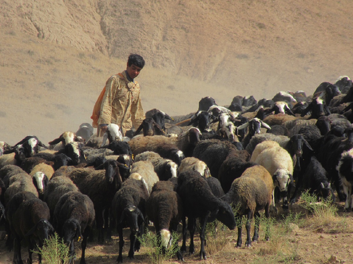 رشد ۵۰ درصدی تسهیلات بانکی ویژه عشایر استان قزوین