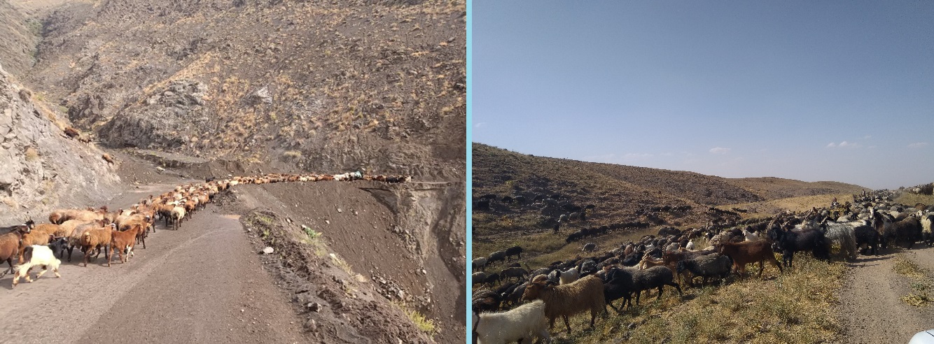 اجرای طرح اصلاح نژاد دام عشایری در قزوین آغاز شد