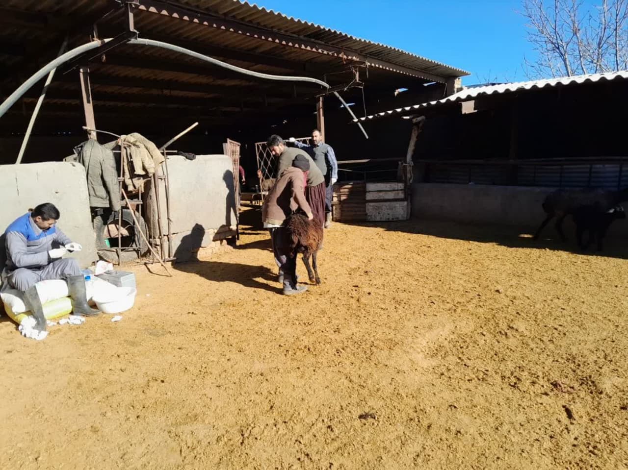 اجرای فاز دوم عملیات اصلاح نژاد دام سبک عشایری