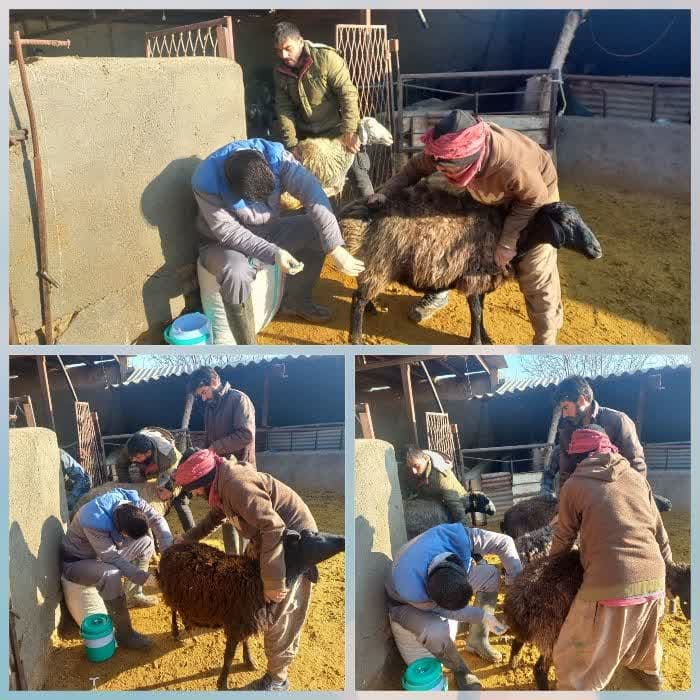 اجرای فاز چهارم  عملیات اصلاح نژاد دام سبک عشایری