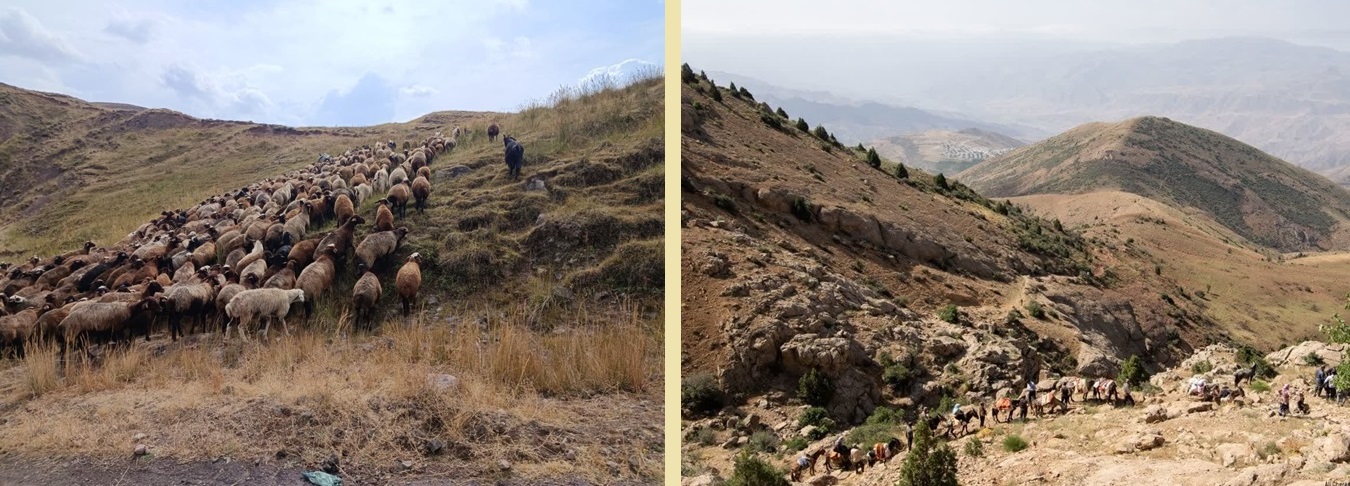 چرا تولیدات عشایر قزوین کاهش پیدا کرده است