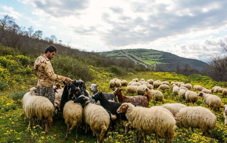 عشایر پرواربند در استان قزوین از تسهیلات خرید نهاده برخوردار می شوند