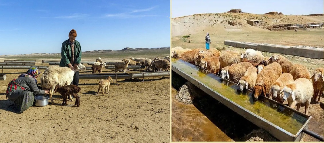 ساخت ۵۷۰ متر آبشخور بهداشتی برای دام عشایر قزوین