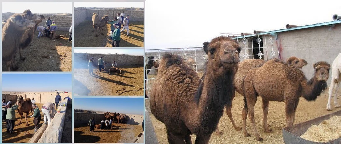 فاز دوم عملیات هویت‌گذاری شترهای عشایر دشت الله‌آباد اجرا شد